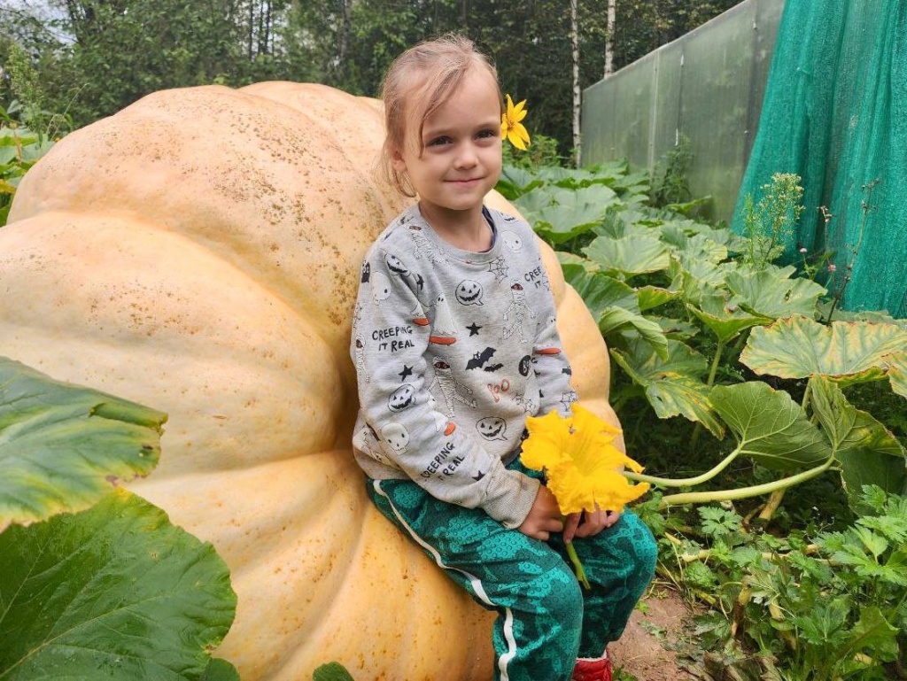 Дачница из Волоколамска вырастила тыкву весом почти полтонны