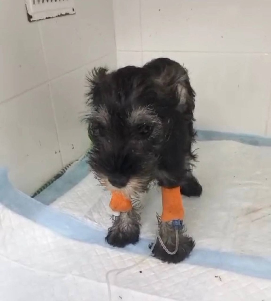 Владельцы животных в России боятся прививать питомцев отечественными препаратами Владельцы животных в России боятся прививать питомцев отечественными препаратами