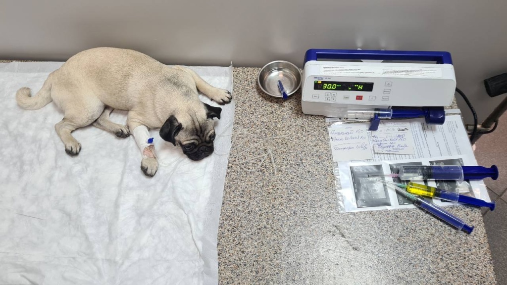 Владельцы животных в России боятся прививать питомцев отечественными препаратами Владельцы животных в России боятся прививать питомцев отечественными препаратами