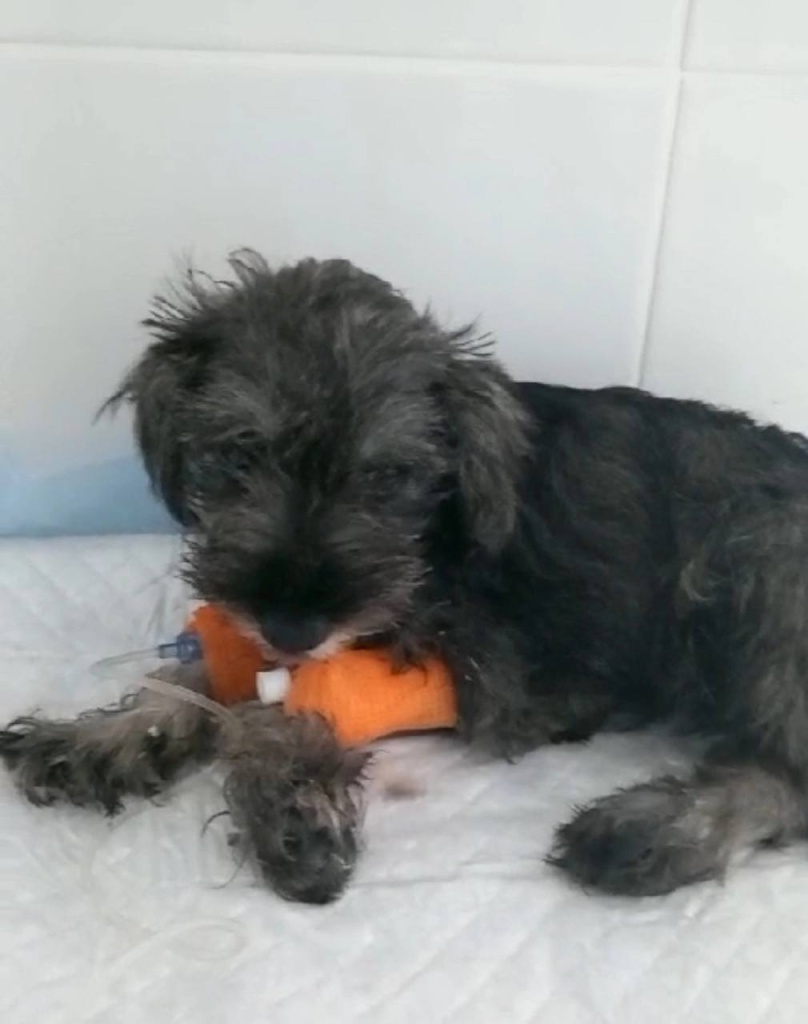 Владельцы животных в России боятся прививать питомцев отечественными препаратами Владельцы животных в России боятся прививать питомцев отечественными препаратами