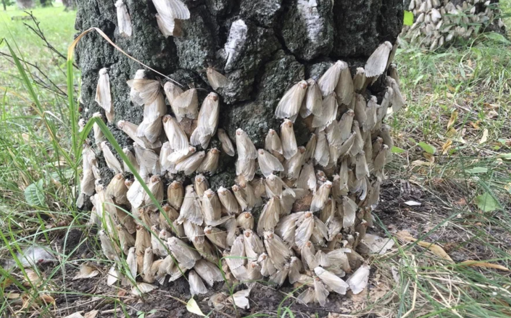 Эффект гусеницы