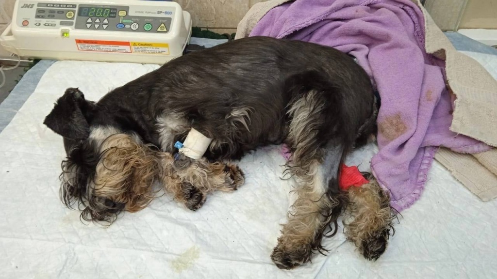 Владельцы животных в России боятся прививать питомцев отечественными препаратами Владельцы животных в России боятся прививать питомцев отечественными препаратами