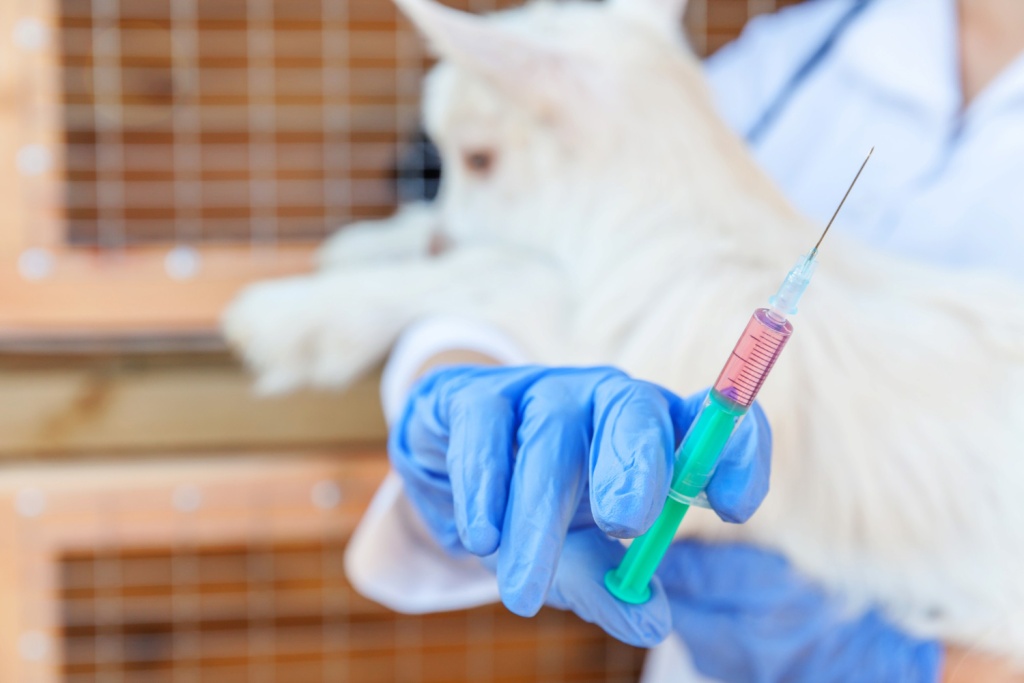 Ветеринары Приангарья проведут вакцинацию диких животных от бешенства