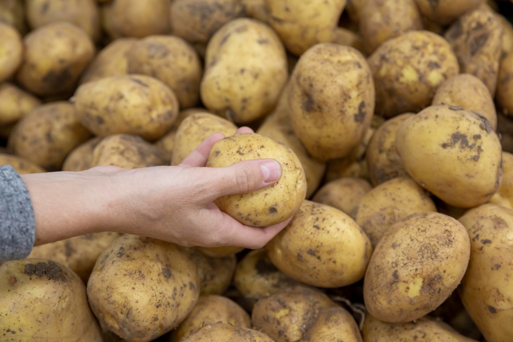 В России собираются заменить картофель из Египта овощами с отечественных полей 