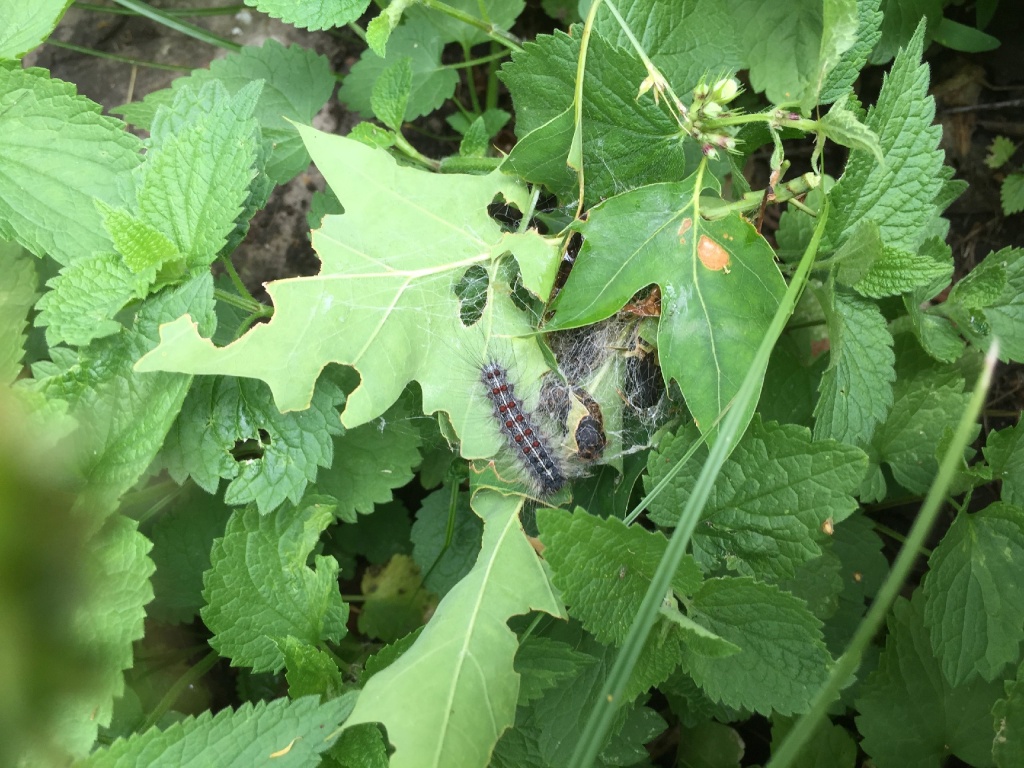 Эффект гусеницы