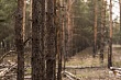 Псковской компании пришлось заплатить почти 770 тысяч рублей за неухоженный лес